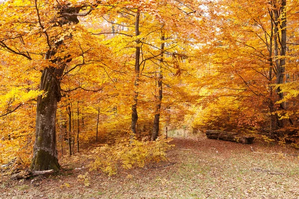 Sonbahar Karpat orman — Stok fotoğraf