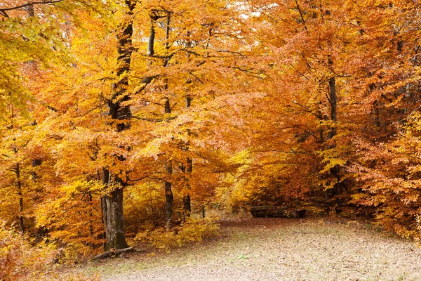 Sonbahar Karpat orman — Stok fotoğraf