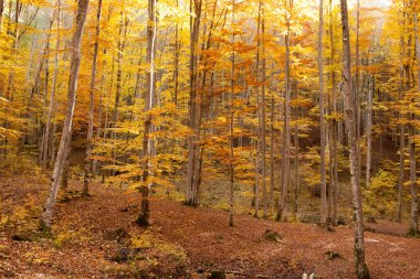 Sonbahar Karpat orman