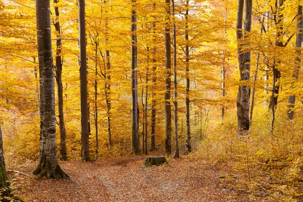 Karpatenwald im Herbst — Stockfoto