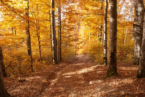 Autumn Carpathian forest — Stock Photo, Image