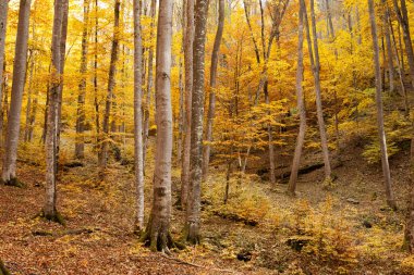 sonbahar kayın ormanı