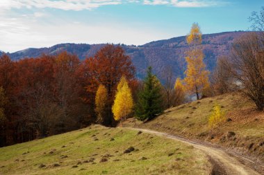 Kayın ormanında sonbahar huş ağacı
