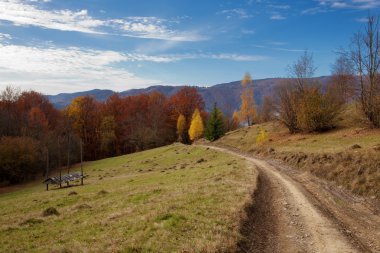 Kayın ormanında sonbahar huş ağacı