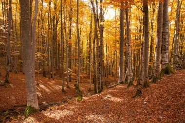 sonbahar kayın ormanı