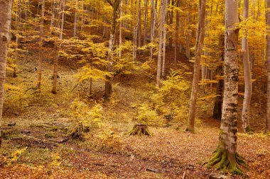 sonbahar kayın ormanı