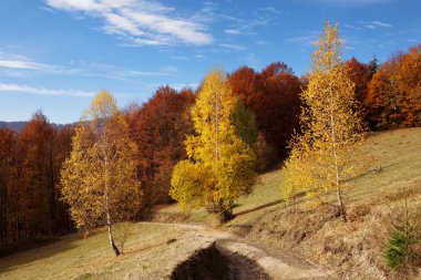 Ağaç kayın ormanında sonbahar