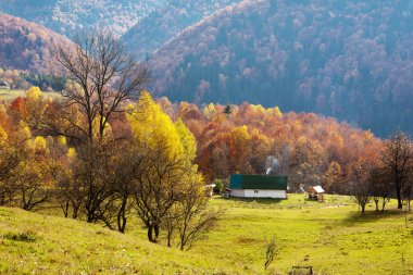 Ukraynalı Karpatlar ormanda kayın