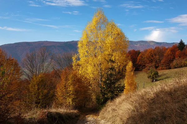 Abedul en bosque de hayas en otoño — Foto de Stock