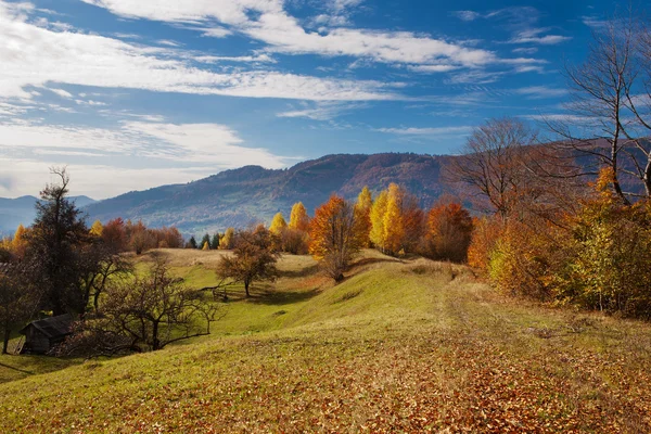 Bosque de Haya en Cárpatos Ucranianos — Foto de Stock