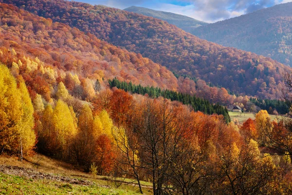 Ukraynalı Karpatlar ormanda kayın — Stok fotoğraf