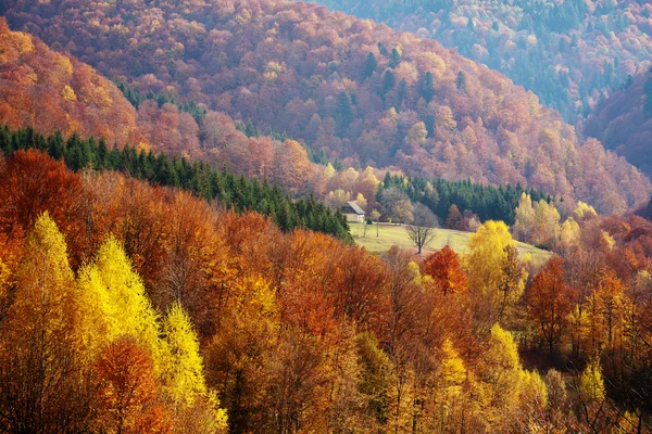 Buk lesní v ukrajinských Karpatech — Stock fotografie