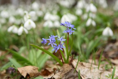 Scilla bifolia yakın çekim