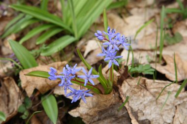 Scilla bifolia yakın çekim