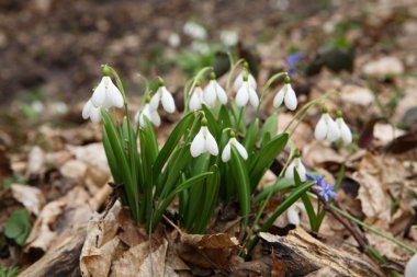 Ormanda güzel kardelen