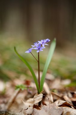 Scilla bifolia yakın çekim