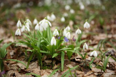 Ormanda güzel kardelen
