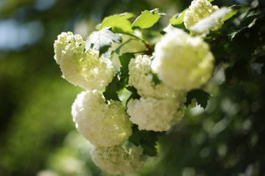 Kartopu beyaz çiçek dalları çiçekli