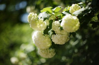 Kartopu beyaz çiçek dalları çiçekli