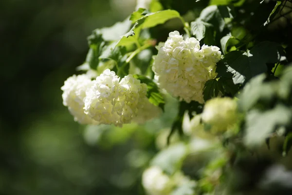Цвітіння вітряної кістки гілки білого цвітіння — стокове фото