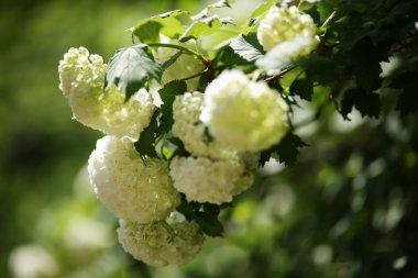 Kartopu beyaz çiçek dalları çiçekli