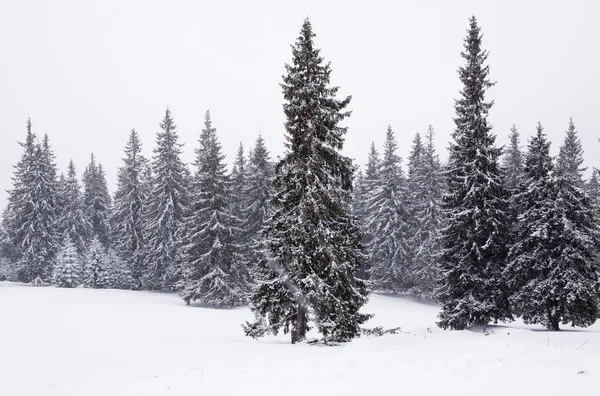 Paysage hivernal dans les montagnes des Carpates — Photo