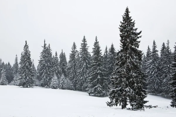 Zimowy krajobraz w Karpatach — Zdjęcie stockowe