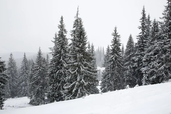 Winterlandschap in de Karpaten — Stockfoto