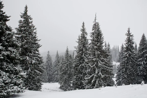 Winterlandschaft in den Karpaten — Stockfoto