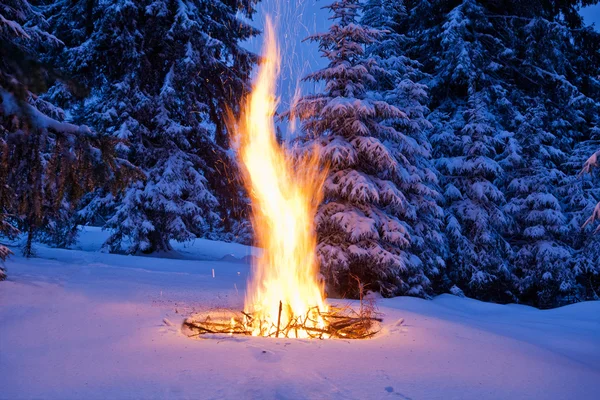 Bonfire на снігових ялинових лісах — стокове фото