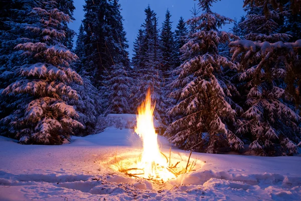 Bonfire on snow fir forest — Stock Photo, Image