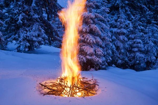Bonfire на снігових ялинових лісах — стокове фото