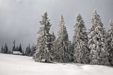 Karpatlar karla kaplı çam ağaçları