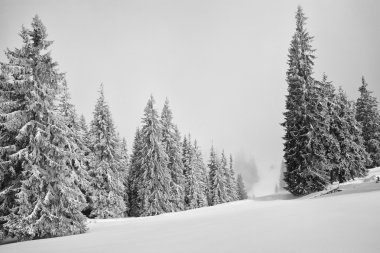 Karpatlar karla kaplı çam ağaçları
