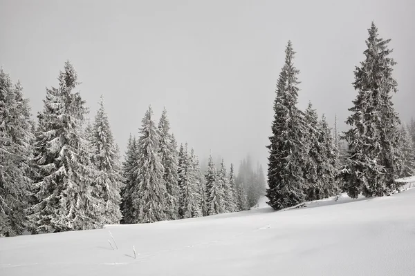 Abeto cubierto de nieve en Cárpatos —  Fotos de Stock