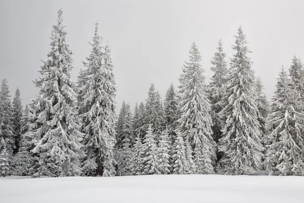 Sapins couverts de neige dans les Carpates — Photo