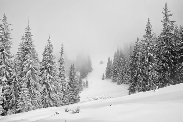 Dennen bedekt met sneeuw in de Karpaten — Stockfoto