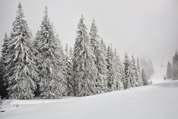 Tannenbäume in den Karpaten mit Schnee bedeckt — Stockfoto