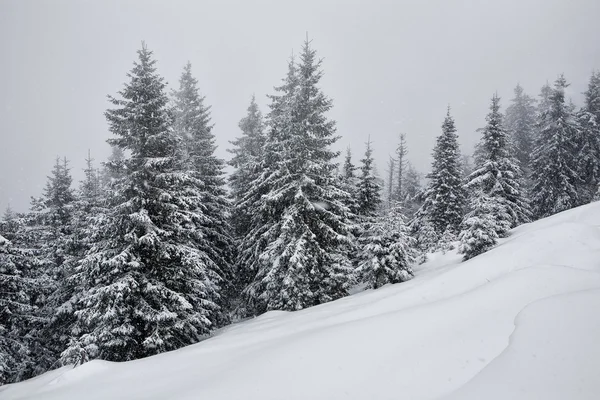 Tannenbäume in den Karpaten mit Schnee bedeckt — Stockfoto