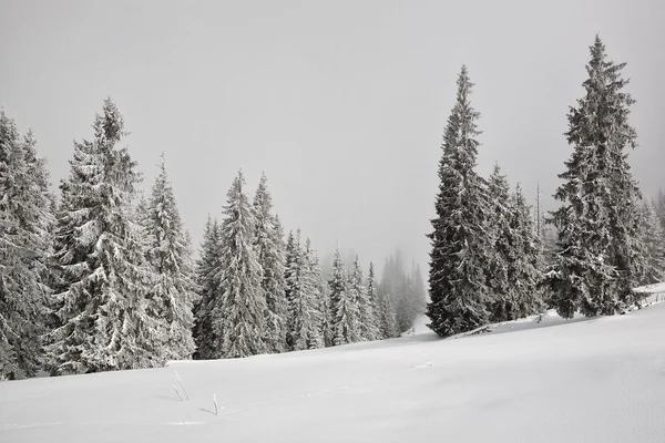 Fir trees covered with snow in Carpathians Royalty Free Stock Images