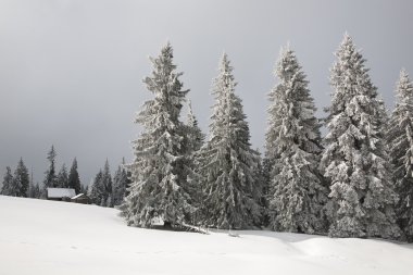 karla kaplı çam ağaçları