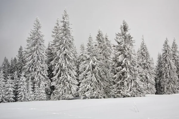 Пихты, покрытые снегом — стоковое фото