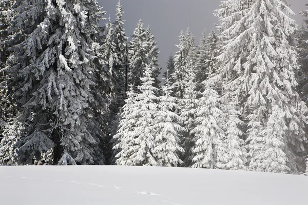 Abeto cubierto de nieve —  Fotos de Stock