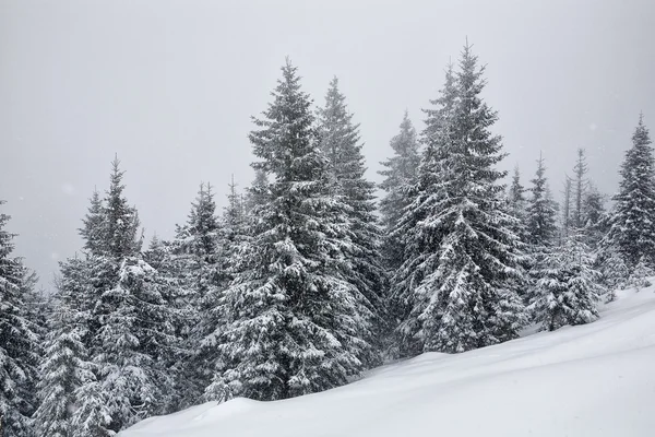 Veerbomen bedekt met sneeuw — Stockfoto