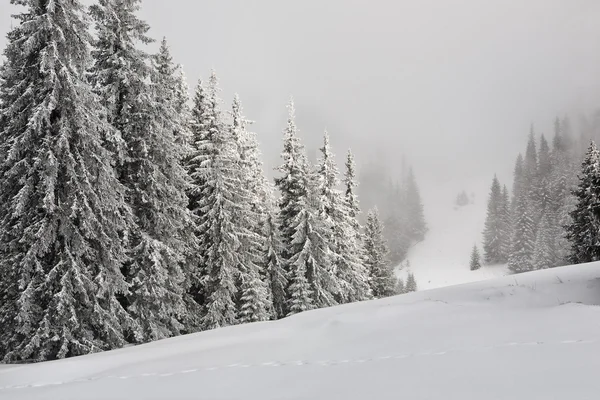 Karla kaplı çam ağaçları — Stok fotoğraf