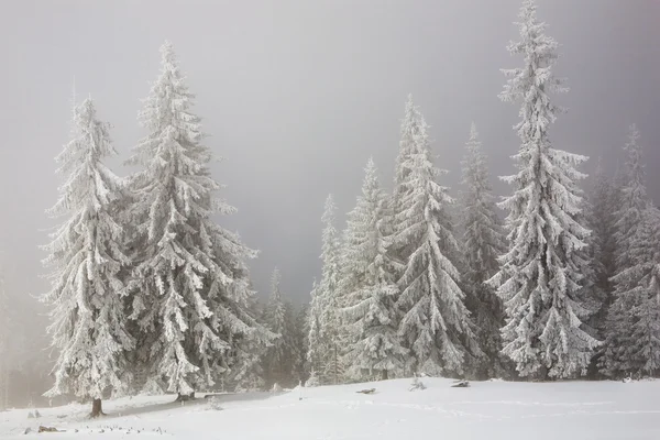 Abetos cobertos de neve — Fotografia de Stock