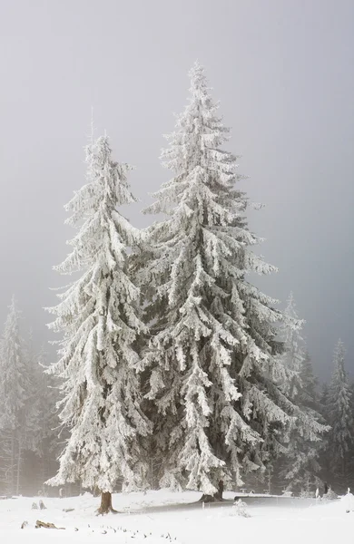 Alberi di abete coperti di neve — Foto Stock