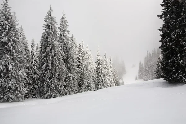 Abeto cubierto de nieve —  Fotos de Stock