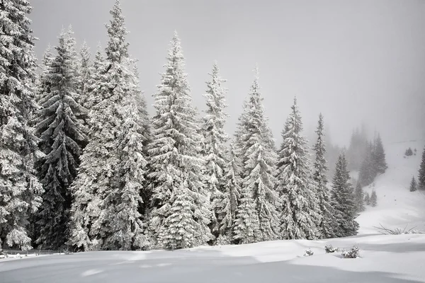 Drzewa jodłowe pokryte śniegiem — Zdjęcie stockowe