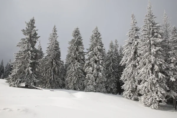 Abeto cubierto de nieve —  Fotos de Stock